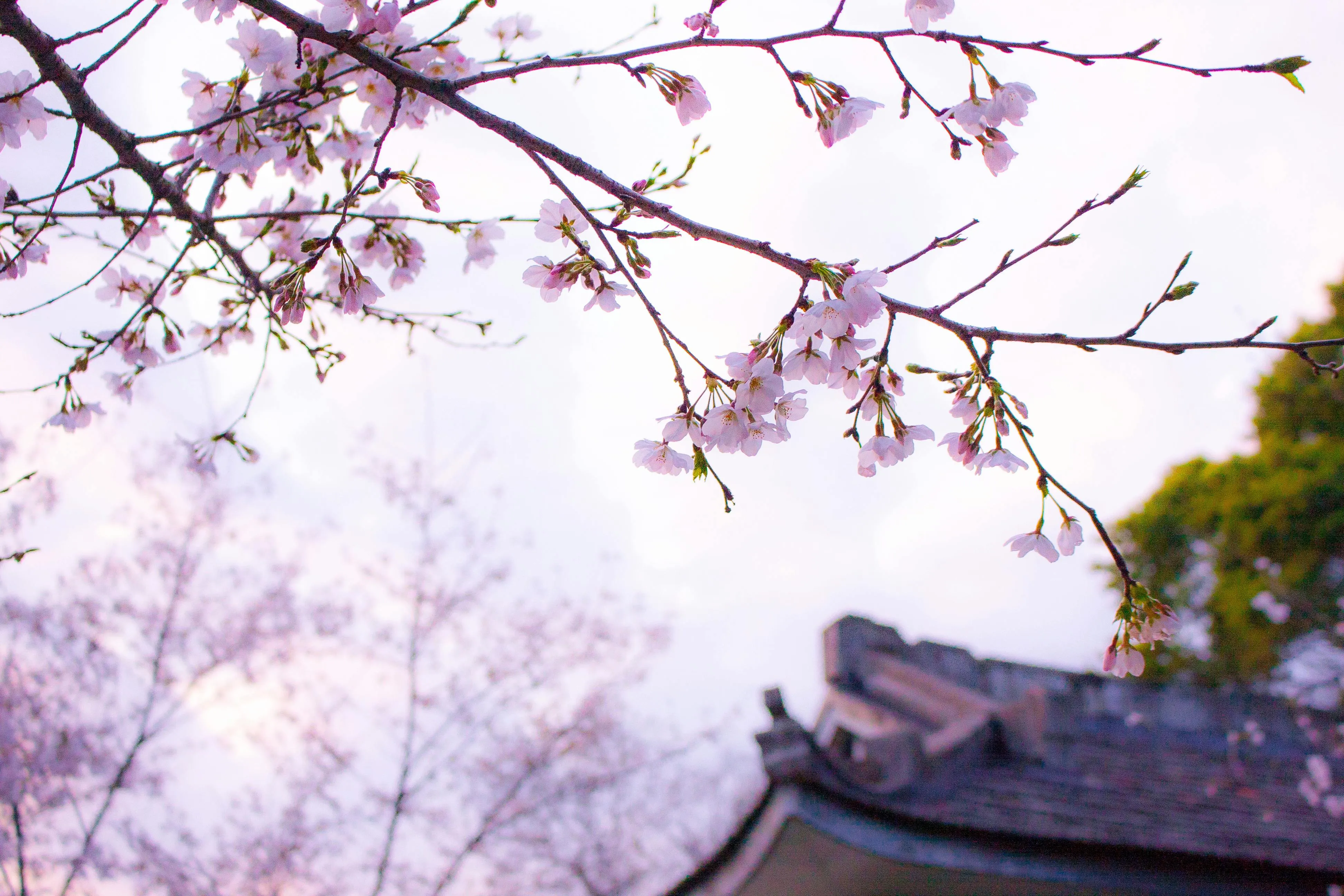 Cherry blossoms over traditional Japanese rooftop